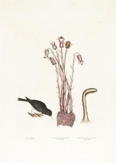 * (BOTANY ENGLISH) CATESBY MAR