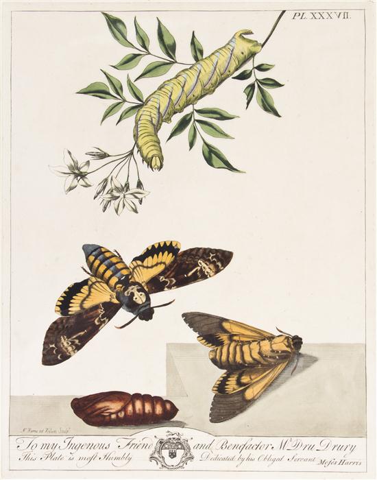 * (BOTANY ENGLISH) HARRIS MOSES A