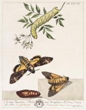 * (BOTANY ENGLISH) HARRIS MOSE
