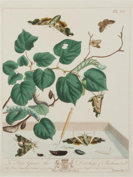 (BOTANY ENGLISH) HARRIS MOSES