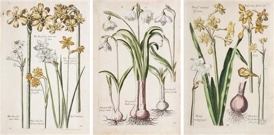 (BOTANY ENGLISH) MERIAN MARIA