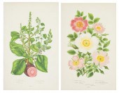 (BOTANY ENGLISH) PRATT ANNE A