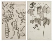 (BOTANY FRENCH) BUCHOZ PIERRE