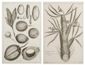 (BOTANY FRENCH) BUCHOZ PIERRE