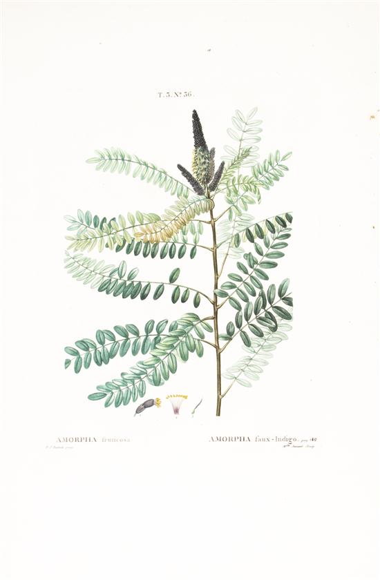* (BOTANY FRENCH) REDOUTE PIERRE