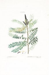* (BOTANY FRENCH) REDOUTE PIER