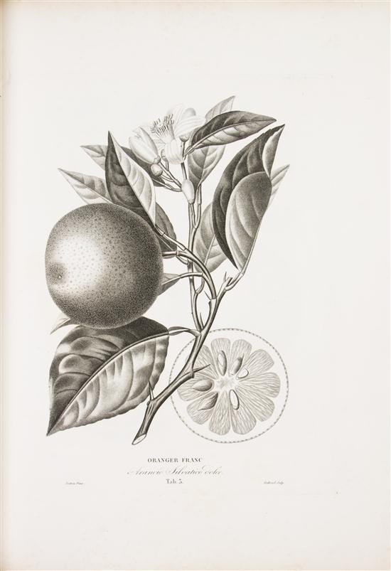 * (BOTANY FRENCH) RISSO A. AND
