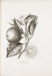 * (BOTANY FRENCH) RISSO A. AND