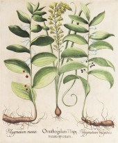 (BOTANY GERMAN) BESSLER BASILI