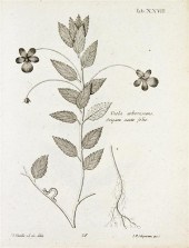 * (BOTANY GERMAN) FEUILLEE LOU
