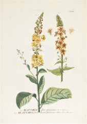 * (BOTANY GERMAN) TREW CHRISTO
