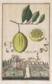 * (BOTANY GERMAN) VOLCKAMER JO