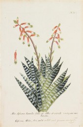 (BOTANY GERMAN) WEINMANN JOHAN
