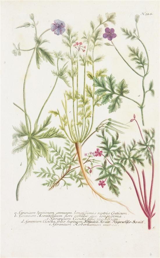 (BOTANY GERMAN) WEINMANN JOHANN A