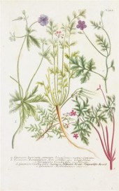 (BOTANY GERMAN) WEINMANN JOHAN