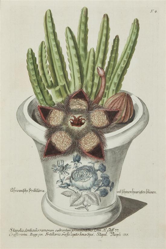 (BOTANY GERMAN) WEINMANN JOHANN