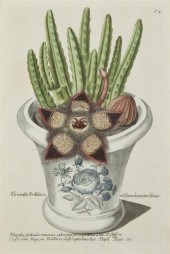 (BOTANY GERMAN) WEINMANN JOHAN