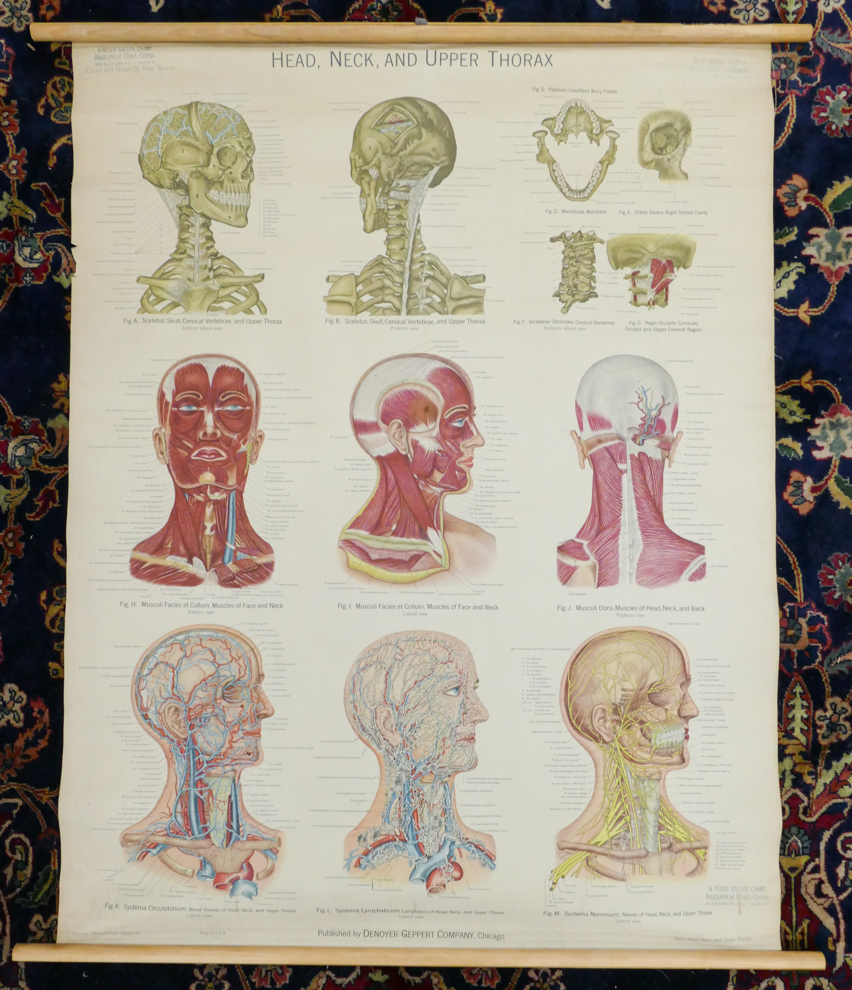 Box 12pc Anatomy and Turtox Biology