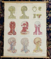 Box 12pc Anatomy and Turtox Bi