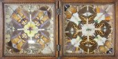 BOX COLLECTION OF BUTTERFLIES