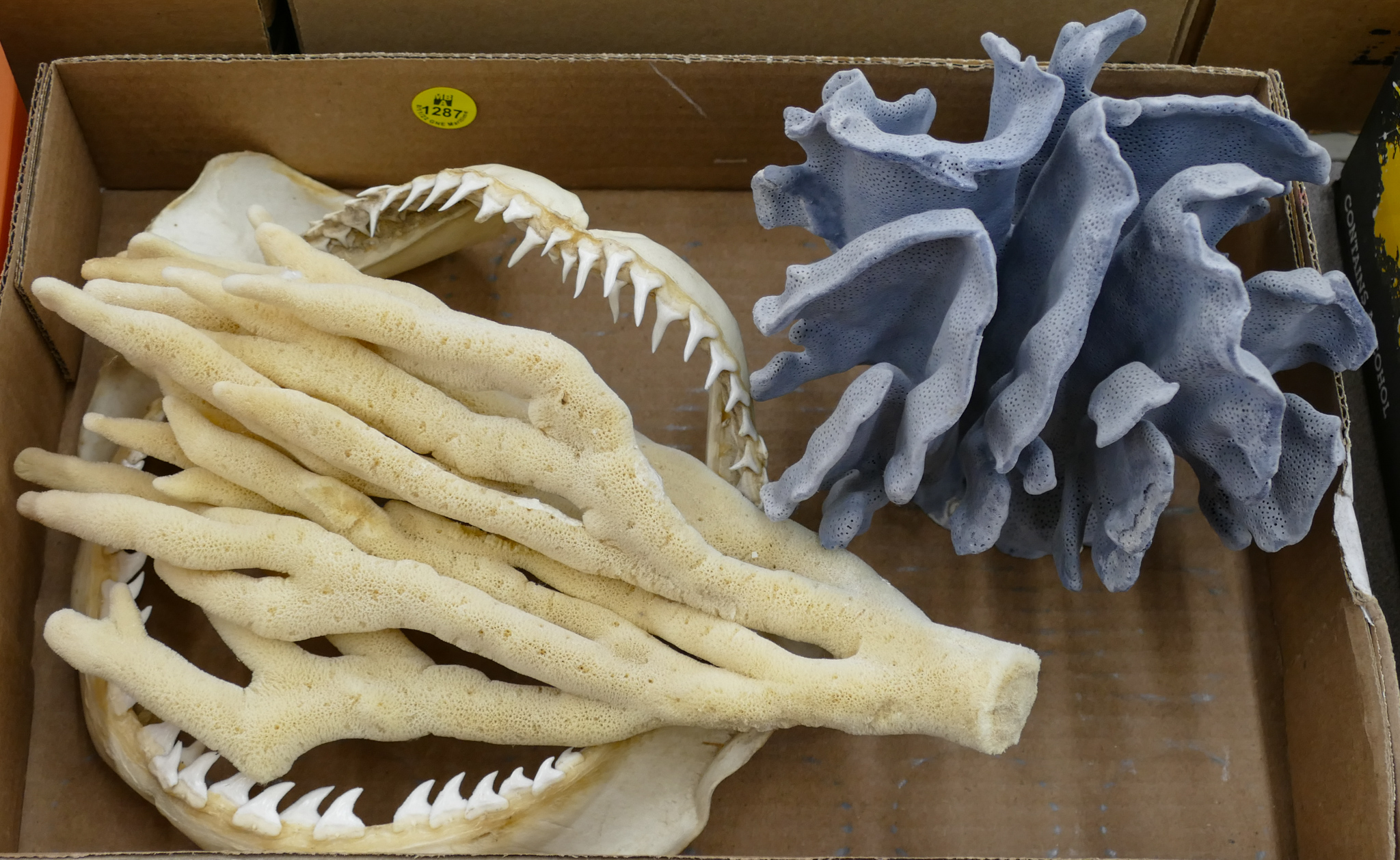 Box Coral Specimens Etc.