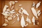 Box Inuit Scrimshawed Small Bi