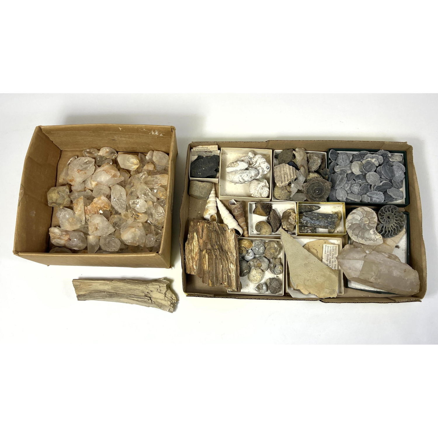 Box lot of Quartz and Fossil,