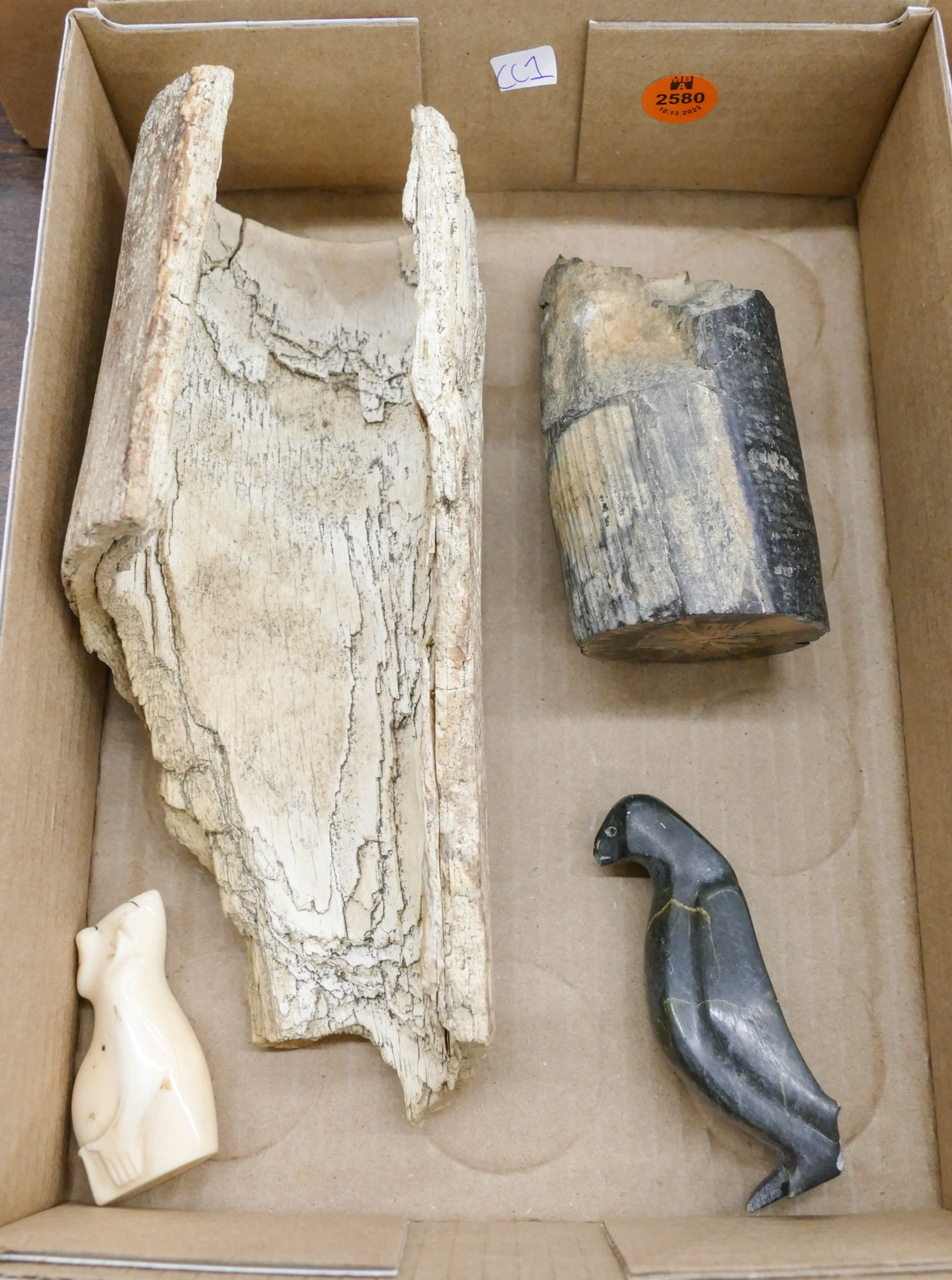 Box Mastodon Tusk Fragments
