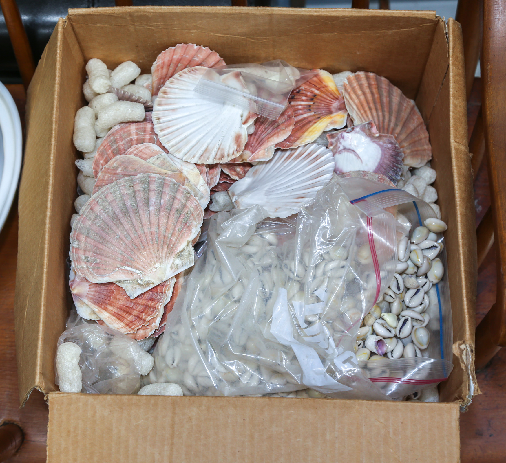 BOX OF PECTIN & COWRIE SHELLS .