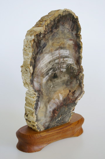 Brazilian Petrified Wood Slab