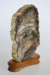 Brazilian Petrified Wood Slab