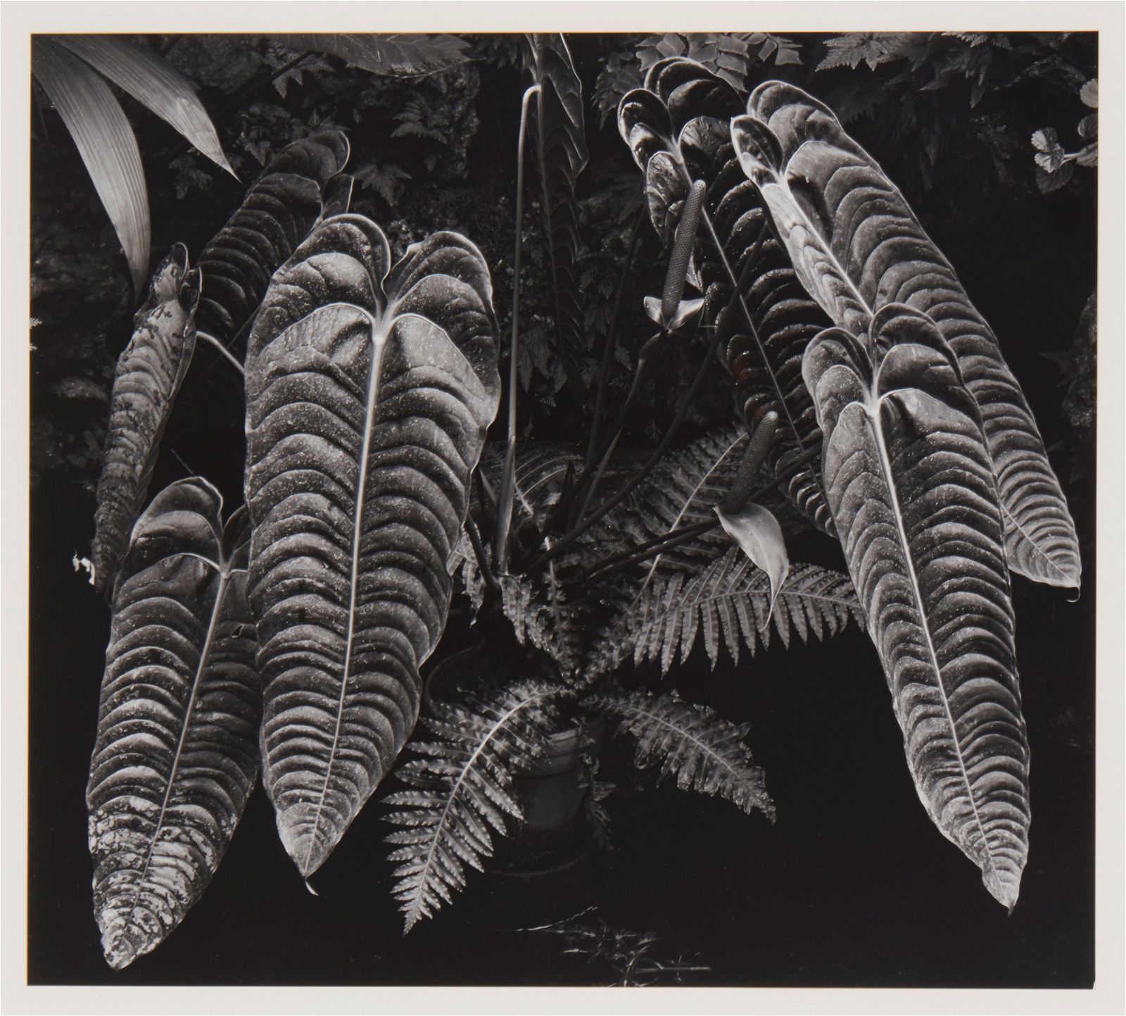 BRETT WESTON (1911-1993), BOTANICAL