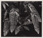 BRETT WESTON (1911-1993), BOTA