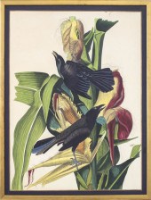BRIJ "PURPLE GRACKLE" ACRYLIC