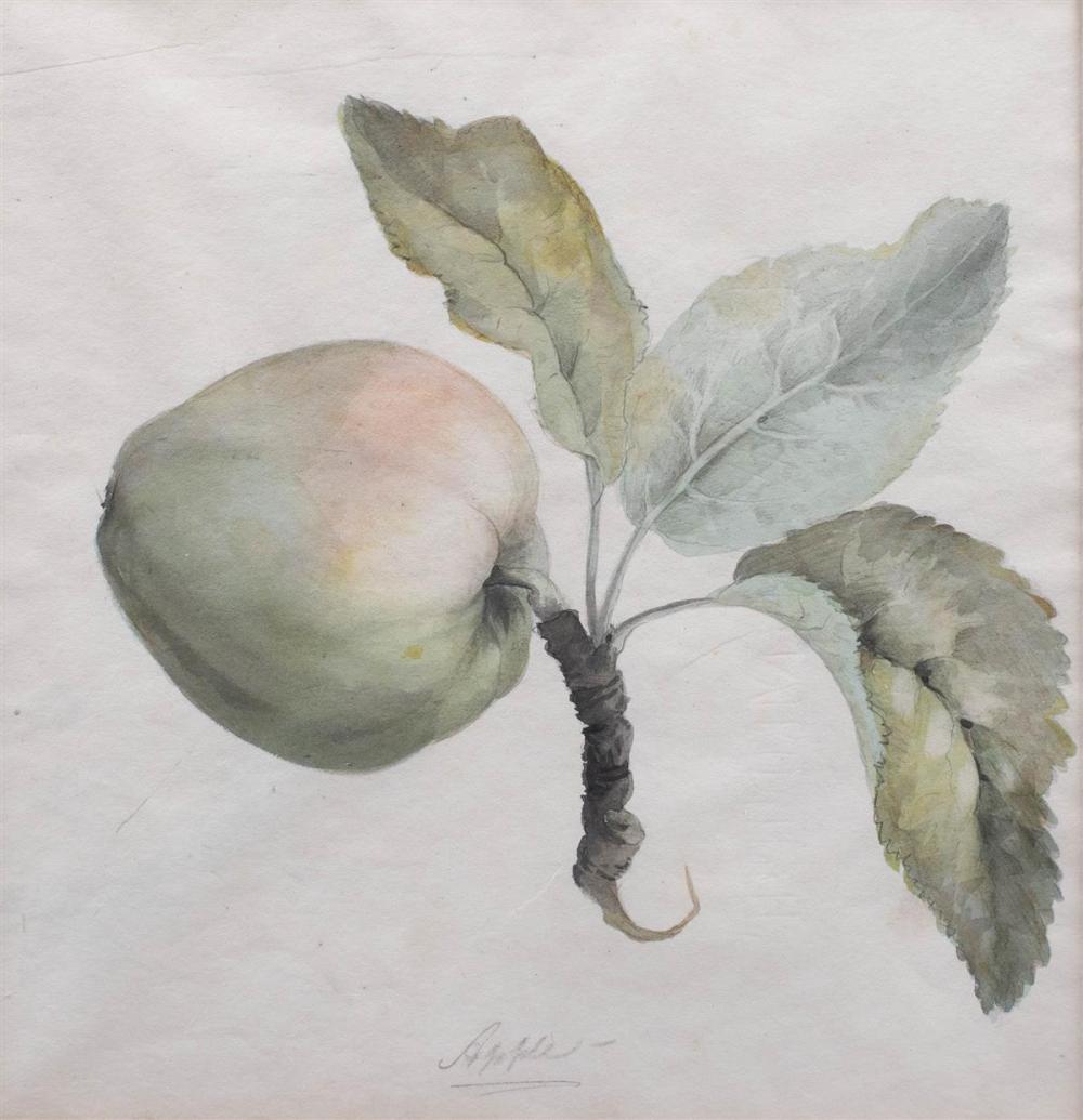 BRITISH SCHOOL (19TH CENTURY) APPLE