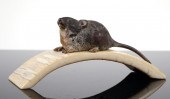BRONZE RAT SCULPTURE ON IVORYB
