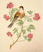 Brookshaw (George) Six Birds,