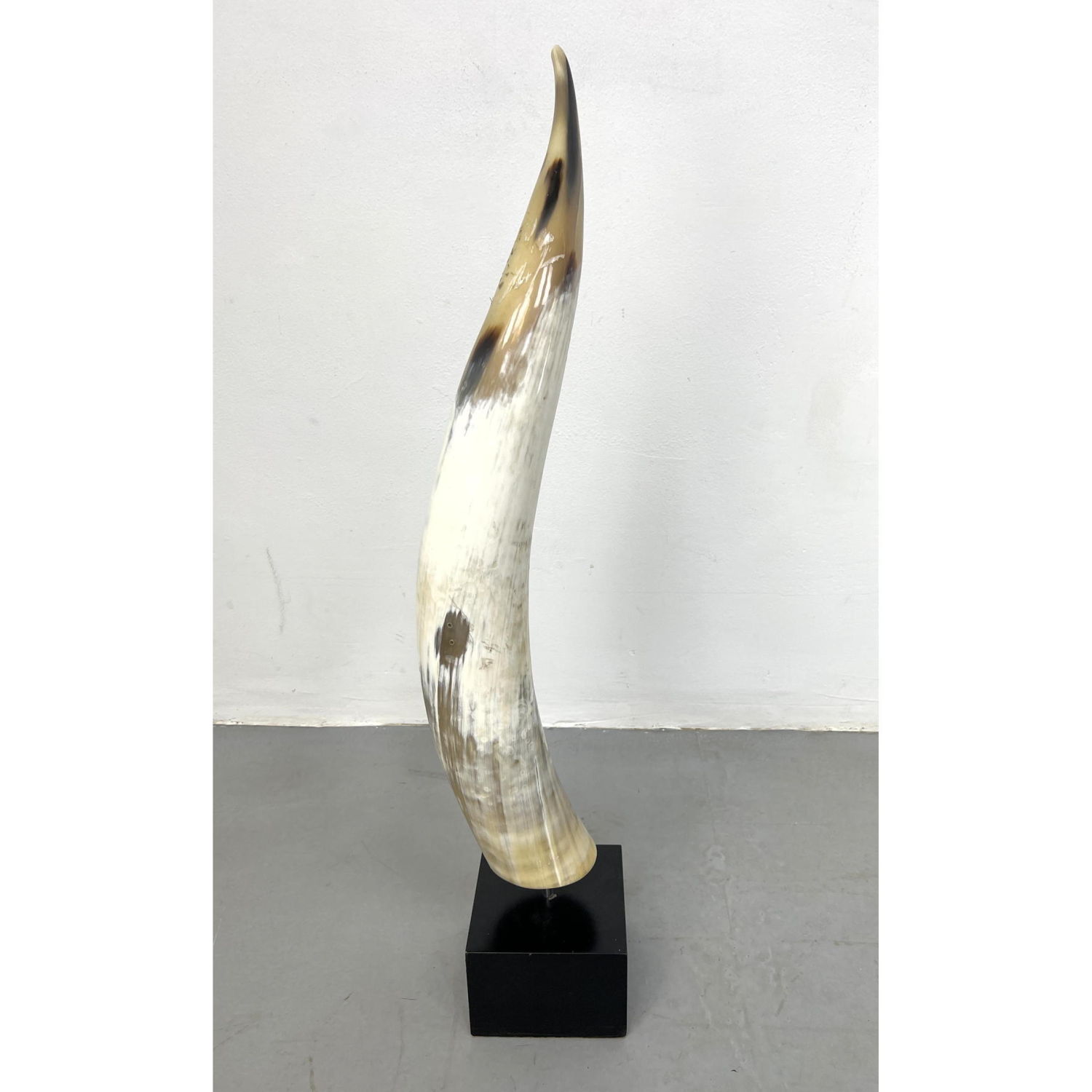 Bull horn mounted on black laminate