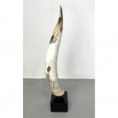 Bull horn mounted on black lam
