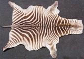 BURCHELL'S ZEBRA SKIN RUG, LEA