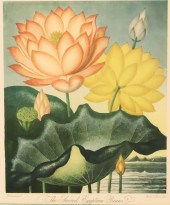 BURKE AND LEWIS AQUATINT, THE
