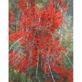 BURKETT, CHRISTOPHER (b. 1951)