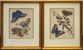 BUTTERFLIES AND INSECTS, TWO F