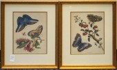 BUTTERFLIES AND INSECTS, TWO F
