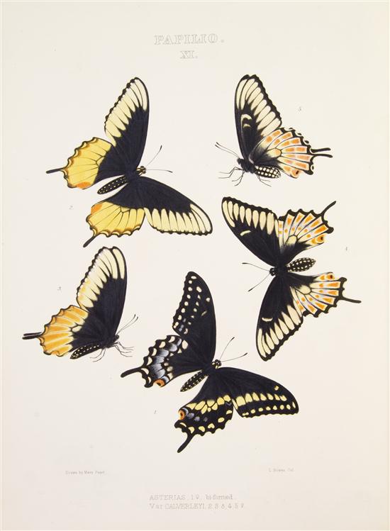 * (BUTTERFLIES) EDWARDS WILLIAM
