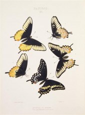 * (BUTTERFLIES) EDWARDS WILLIA