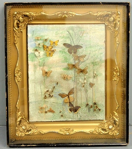 Butterflies mounted in a gilt frame