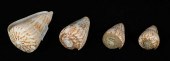 BUTTERFLY AND PROMETHEUS CONES