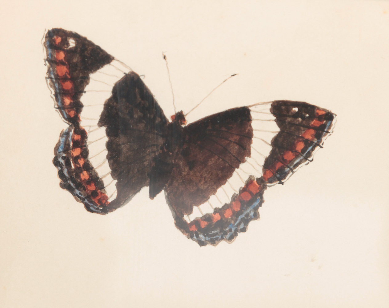 BUTTERFLY BY ROBERT BOLLING