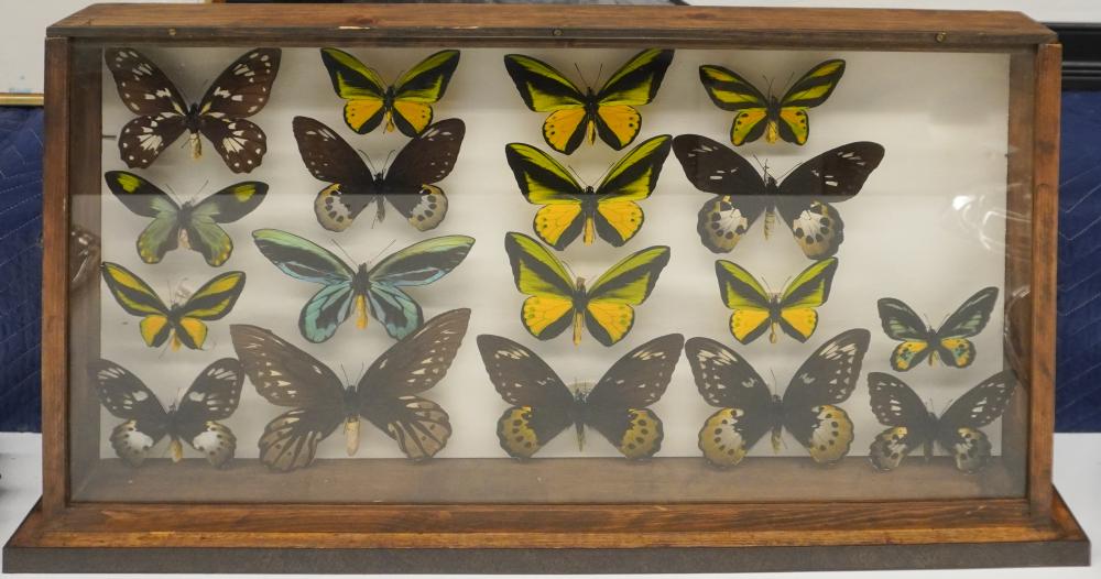 BUTTERFLY SPECIMEN DISPLAY, 18 X 35